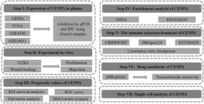 CENPA acts as a prognostic factor that relates to immune infiltrates in gliomas